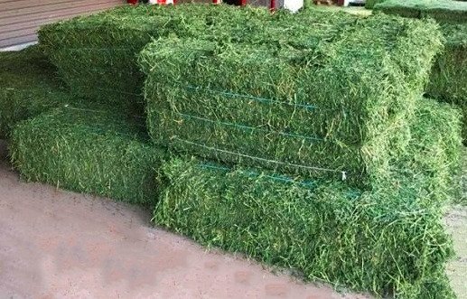 Alfalfa Hay
