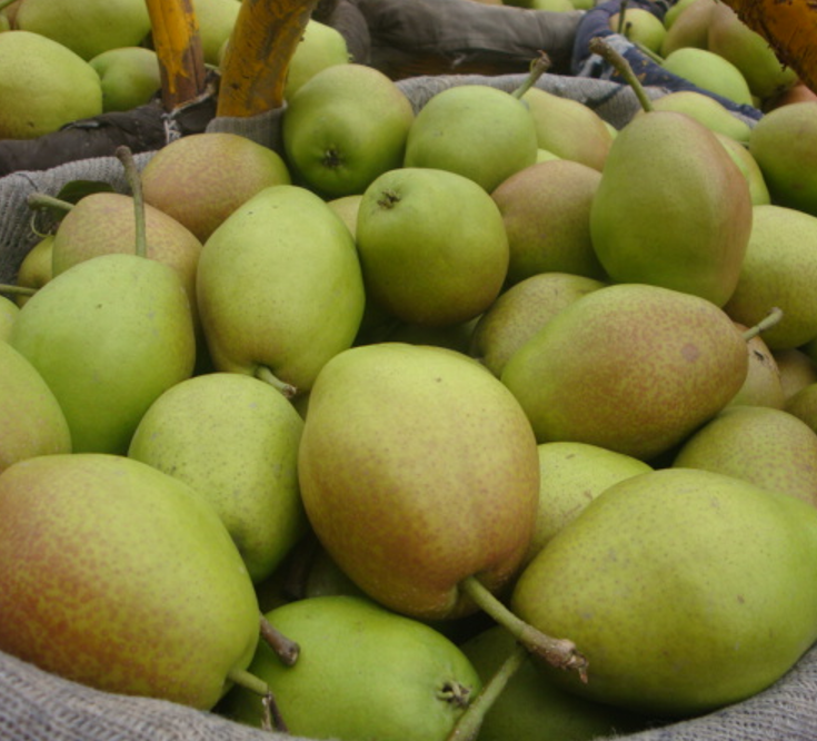 Pears