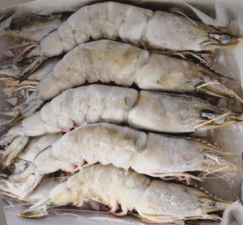 Frozen Shrimp / Prawn